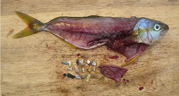 震驚！首次確認：人體已被微塑料污染！